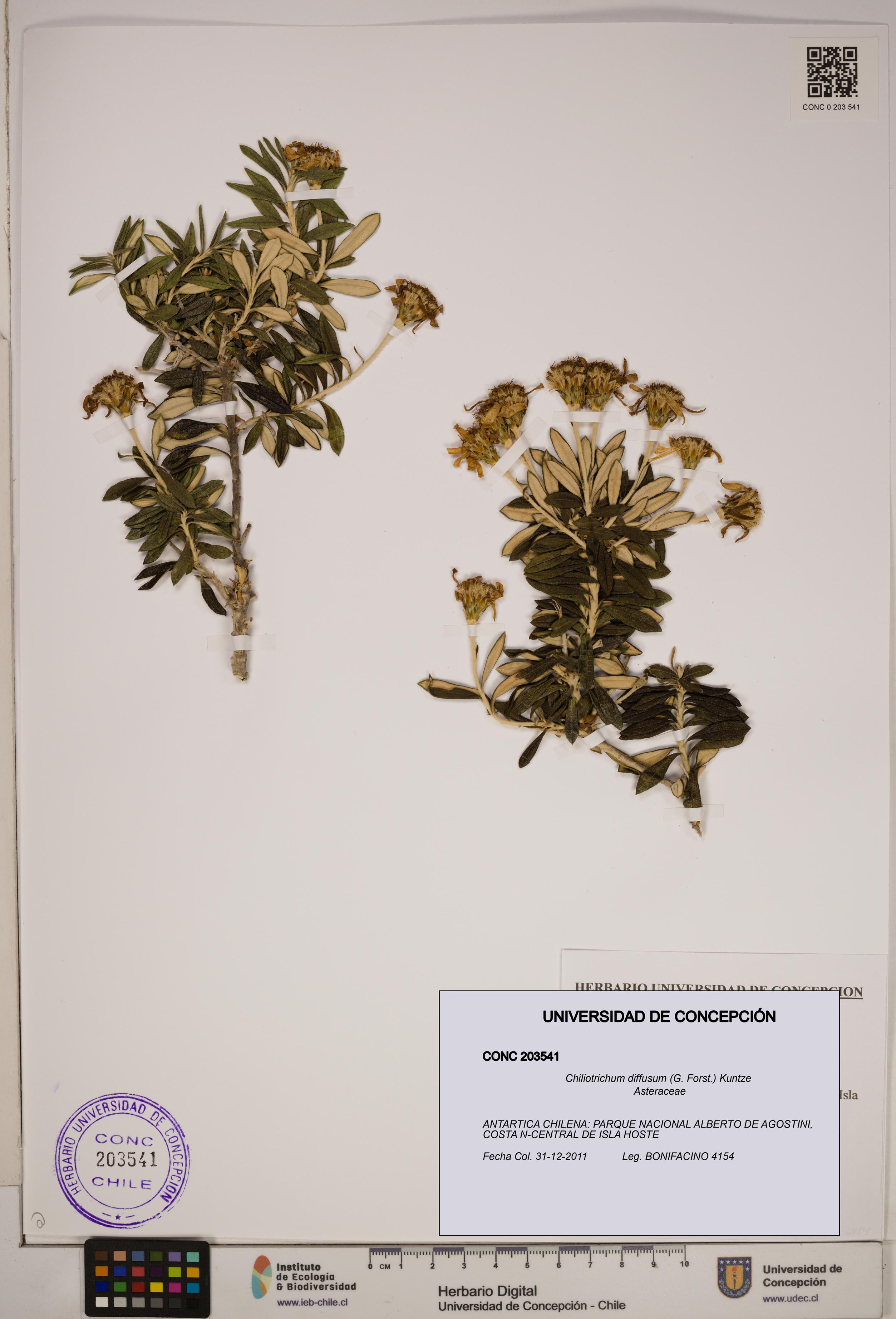 Chiliotrichum diffusum [Espécimen: ]
