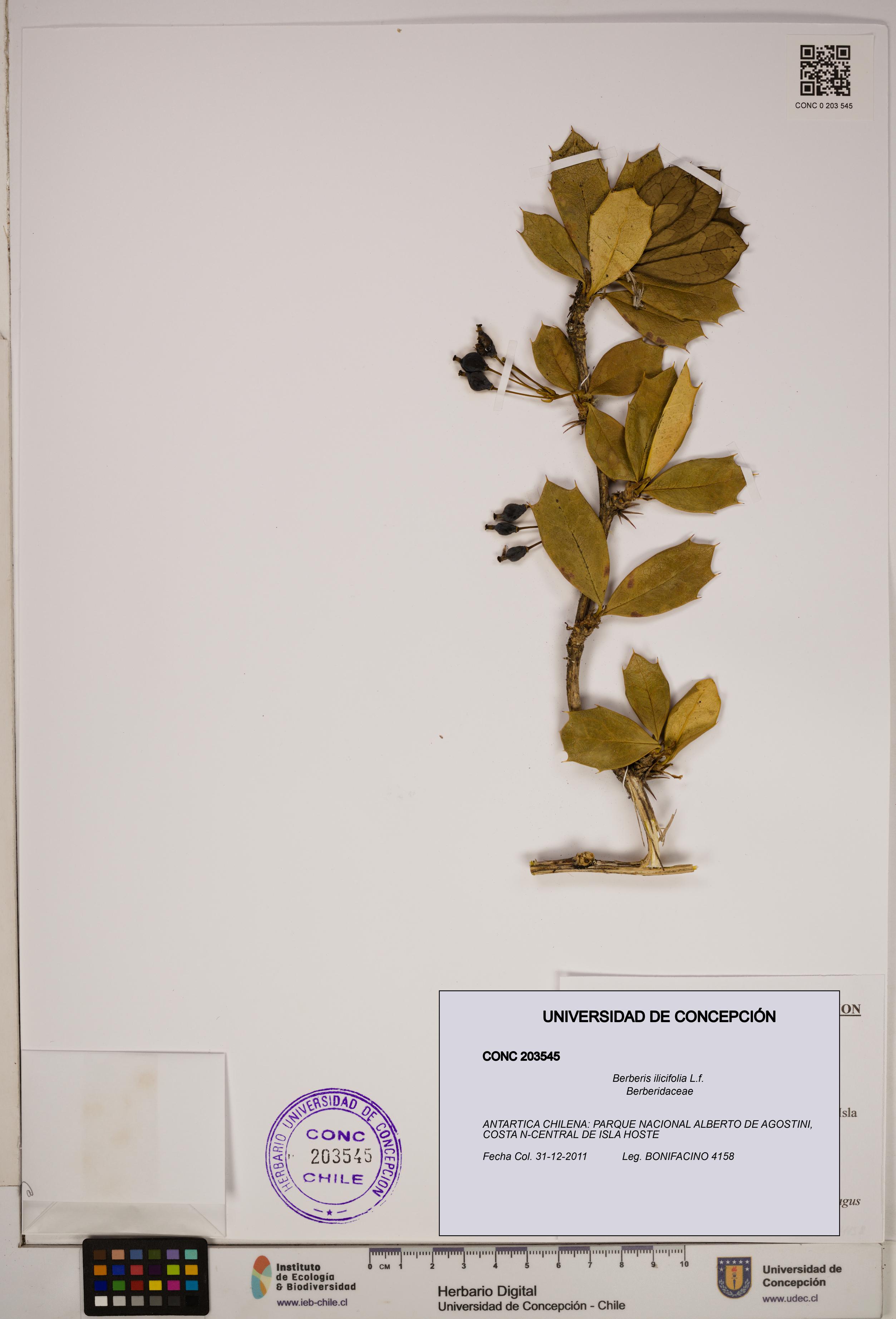 Berberis ilicifolia [Espécimen: ]