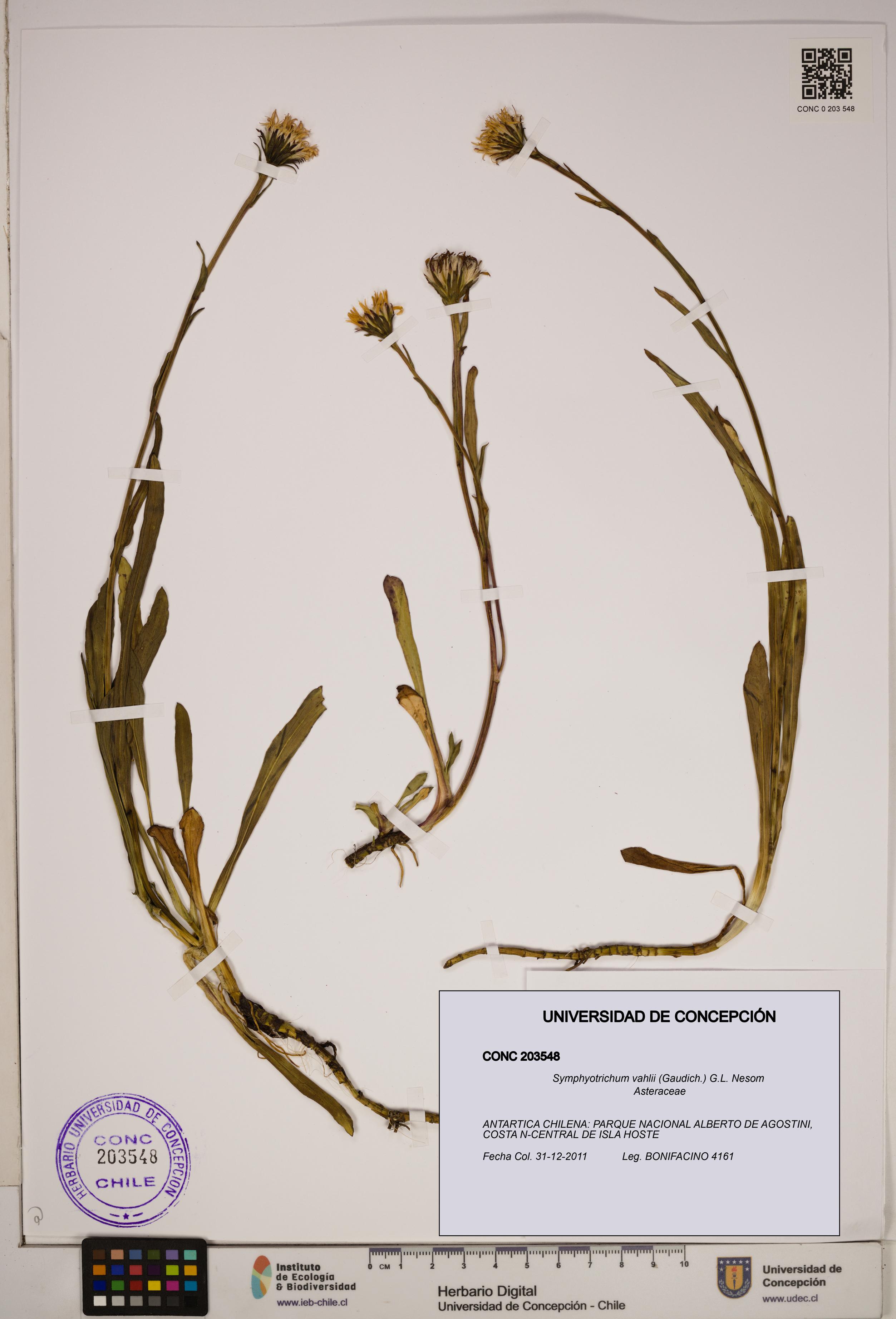 Symphyotrichum vahlii [Espécimen: ]