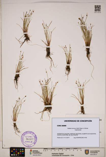 Isolepis cernua [Espécimen: ]