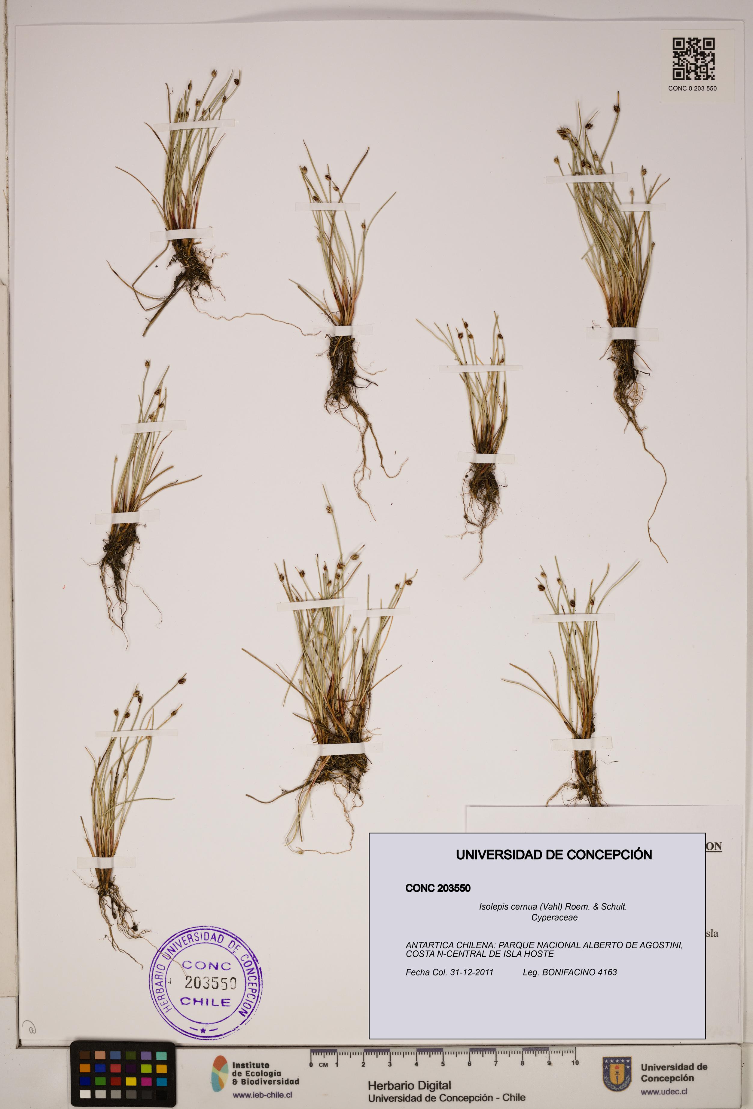 Isolepis cernua [Espécimen: ]