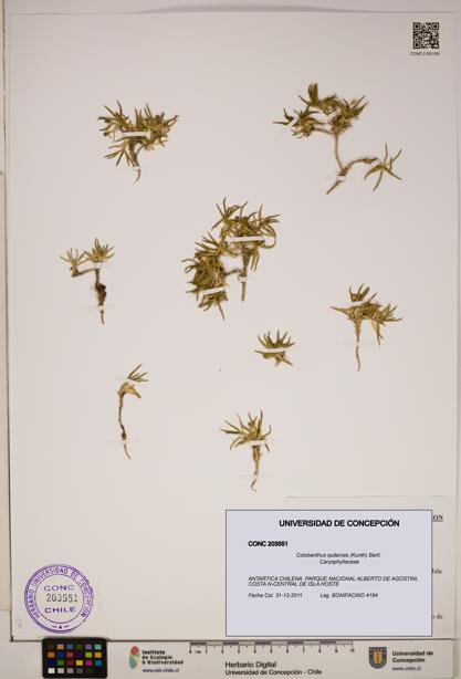 Colobanthus quitensis [Espécimen: ]
