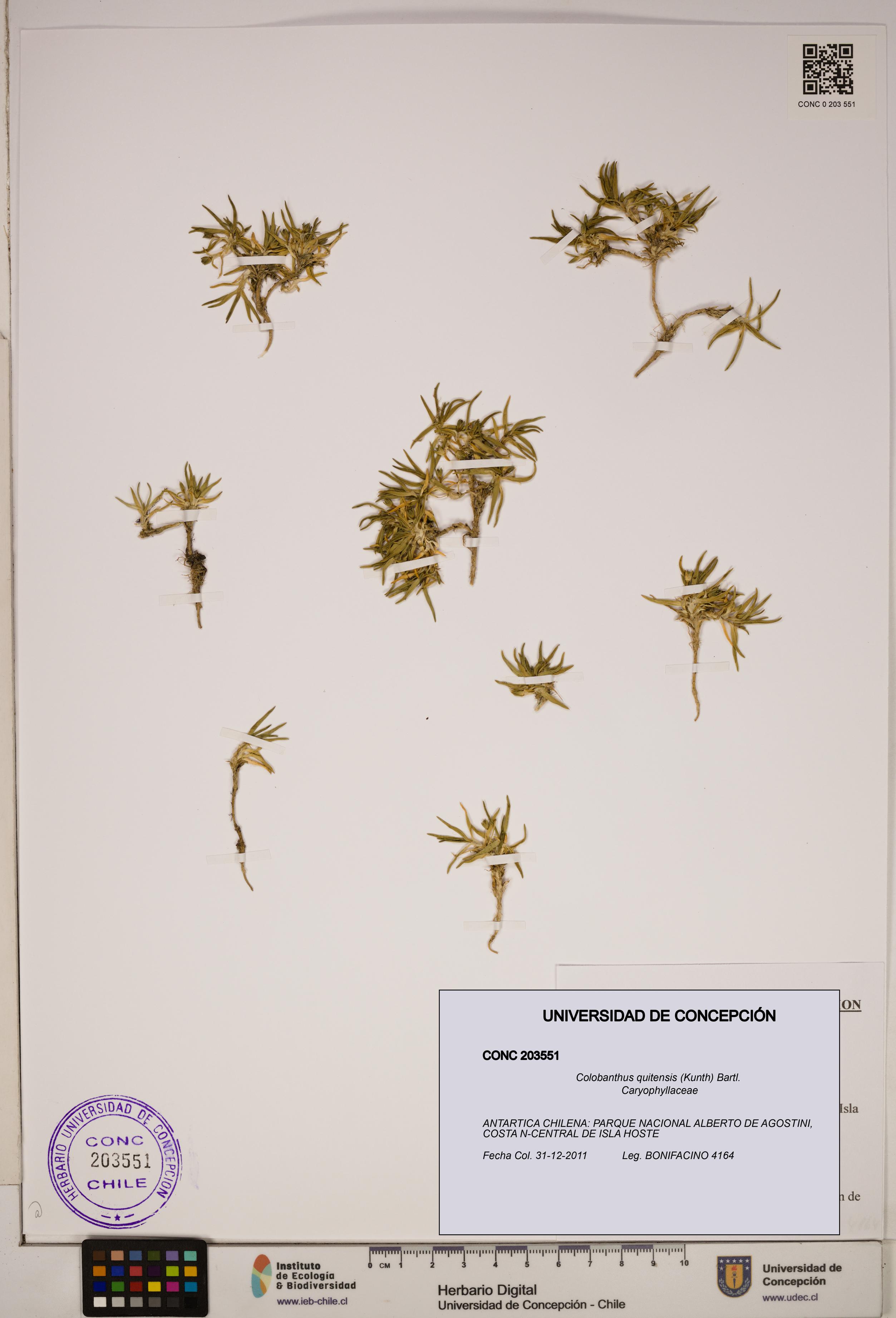 Colobanthus quitensis [Espécimen: ]
