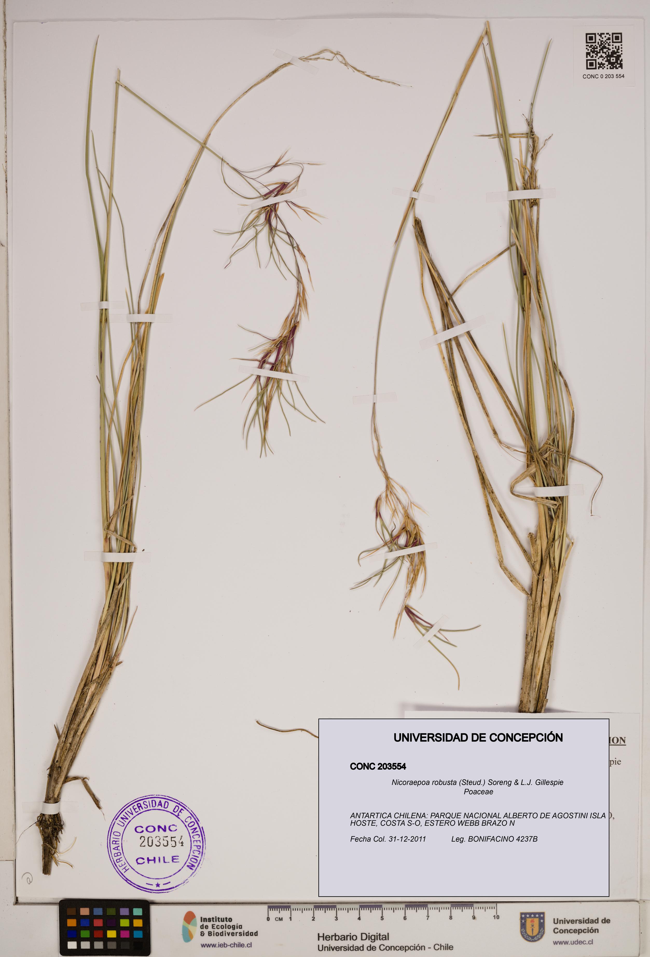 Nicoraepoa robusta [Espécimen: ]