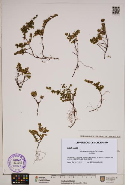 Myrteola nummularia [Espécimen: ]