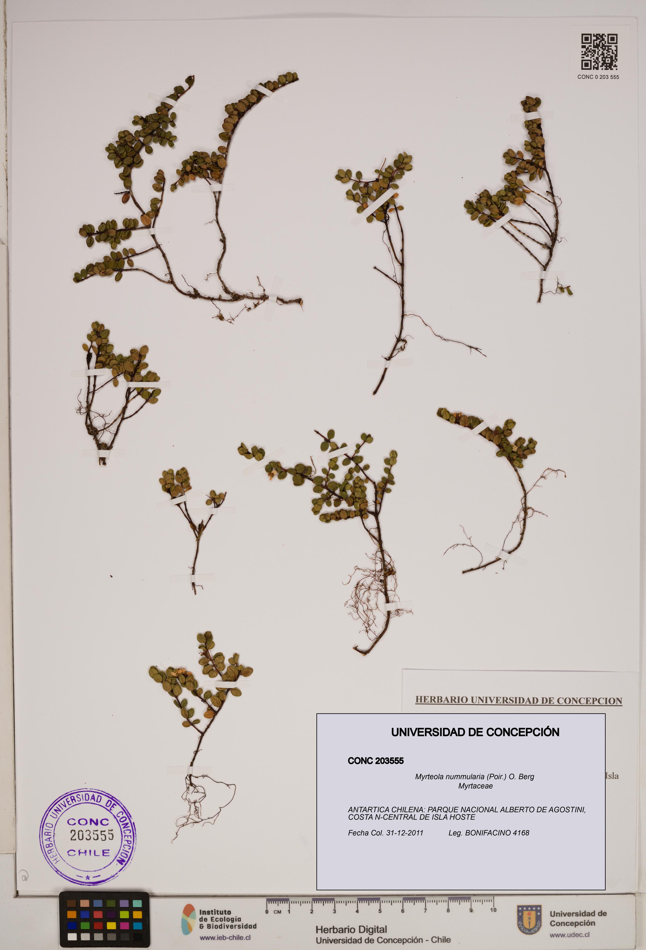 Myrteola nummularia [Espécimen: ]