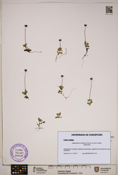 Lagenophora nudicaulis [Espécimen: ]