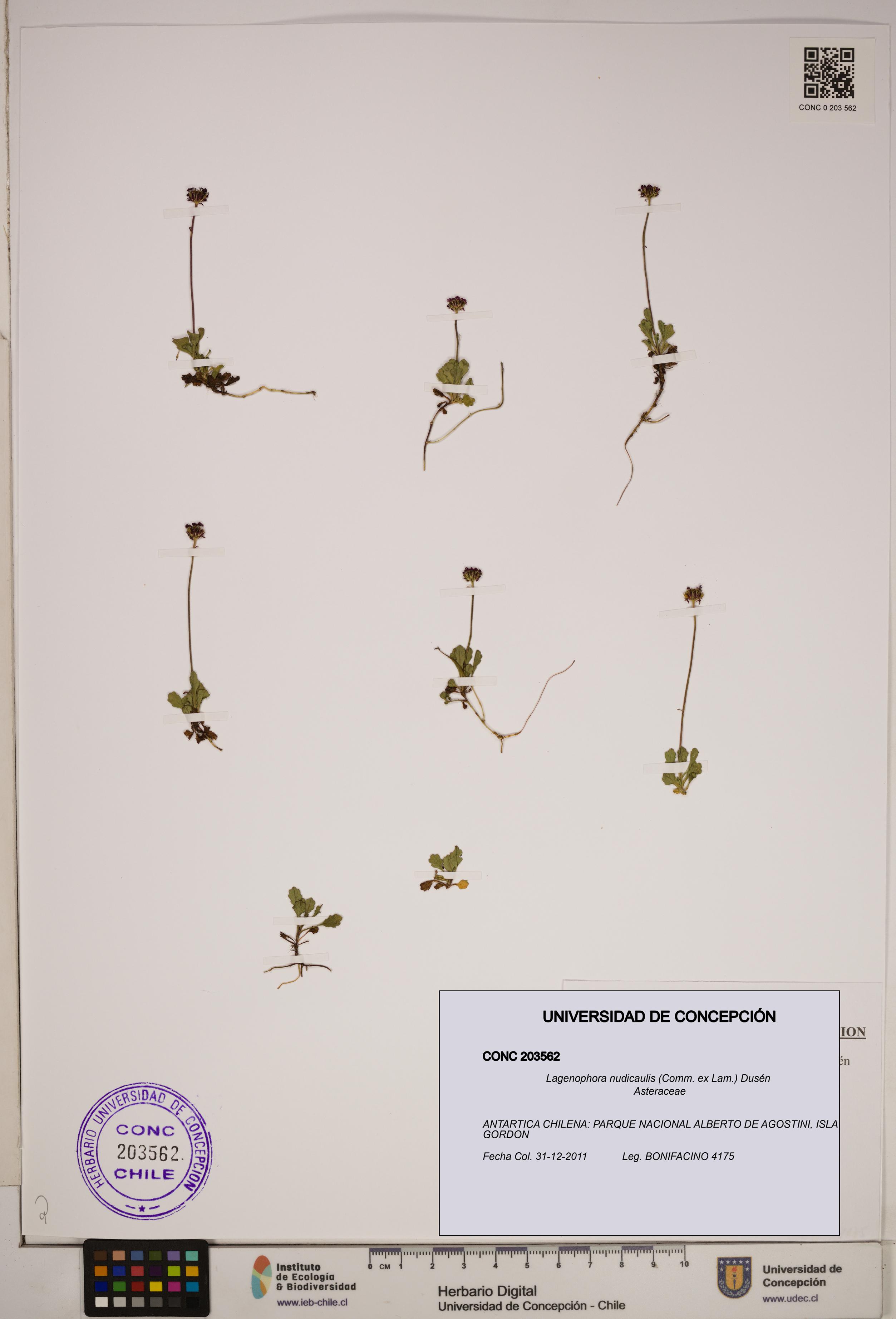 Lagenophora nudicaulis [Espécimen: ]