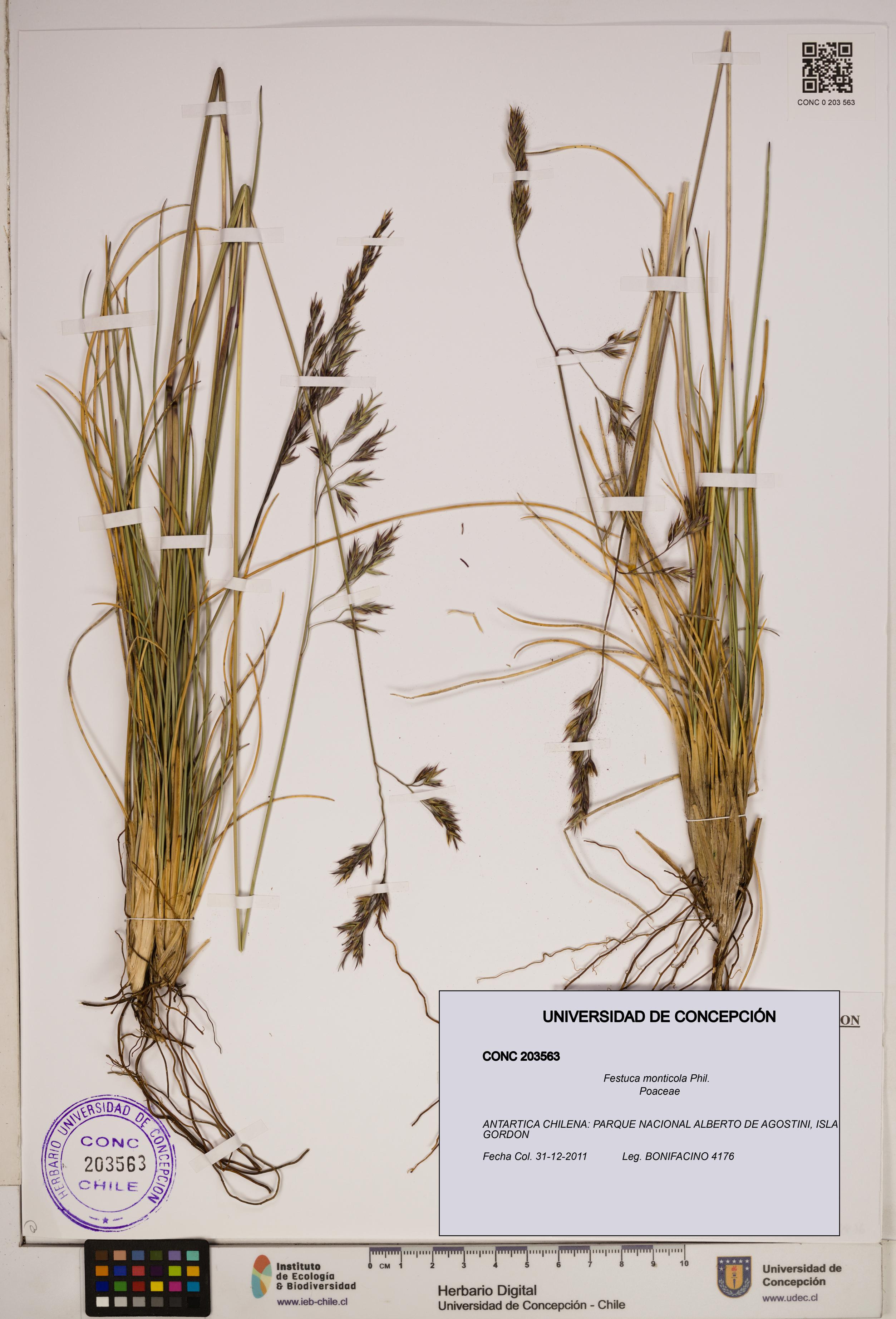 Festuca monticola [Espécimen: ]