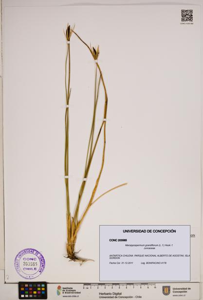 Marsippospermum grandiflorum [Espécimen: ]