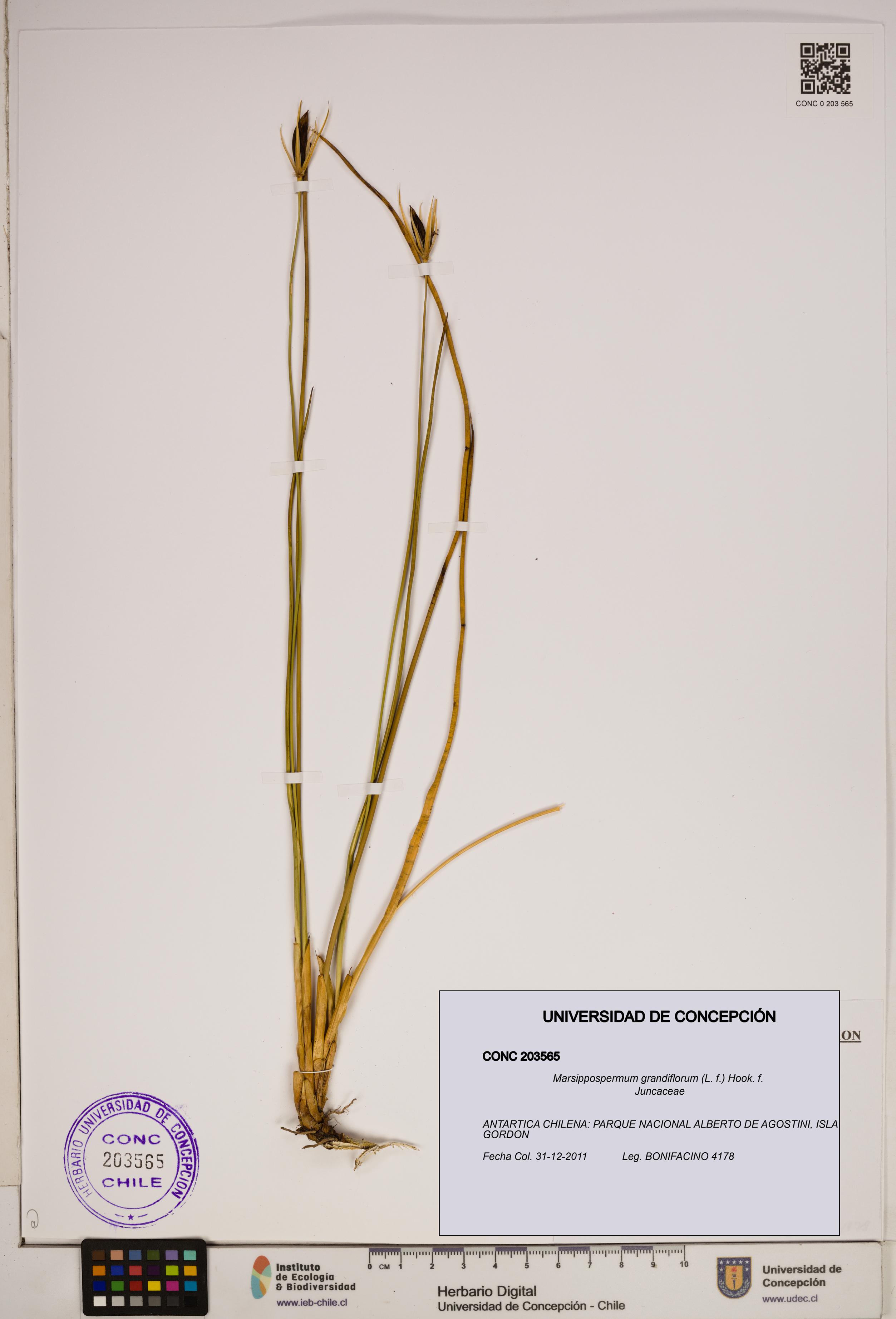Marsippospermum grandiflorum [Espécimen: ]