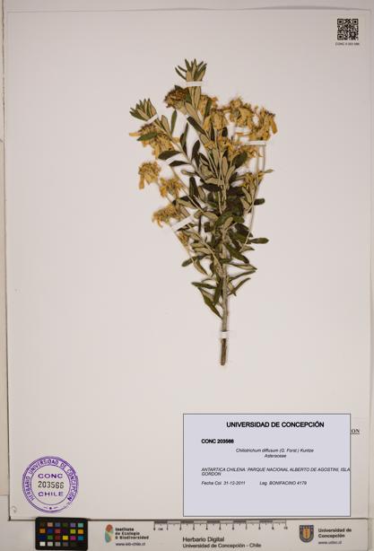 Chiliotrichum diffusum [Espécimen: ]