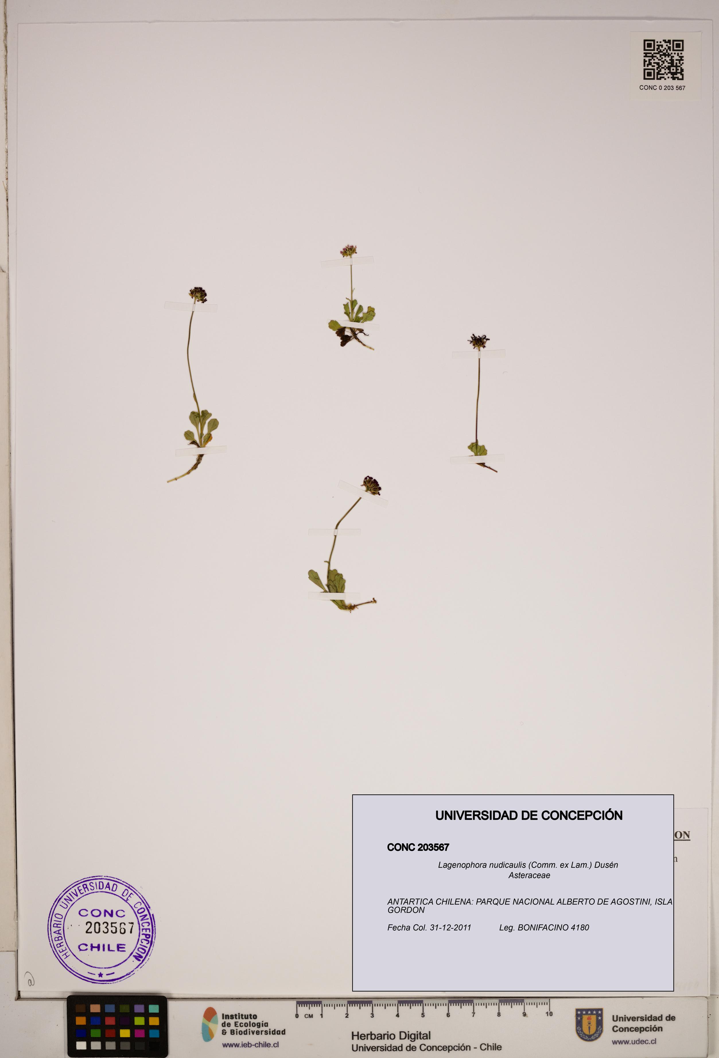 Lagenophora nudicaulis [Espécimen: ]
