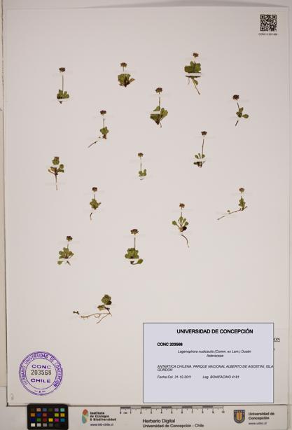Lagenophora nudicaulis [Espécimen: ]