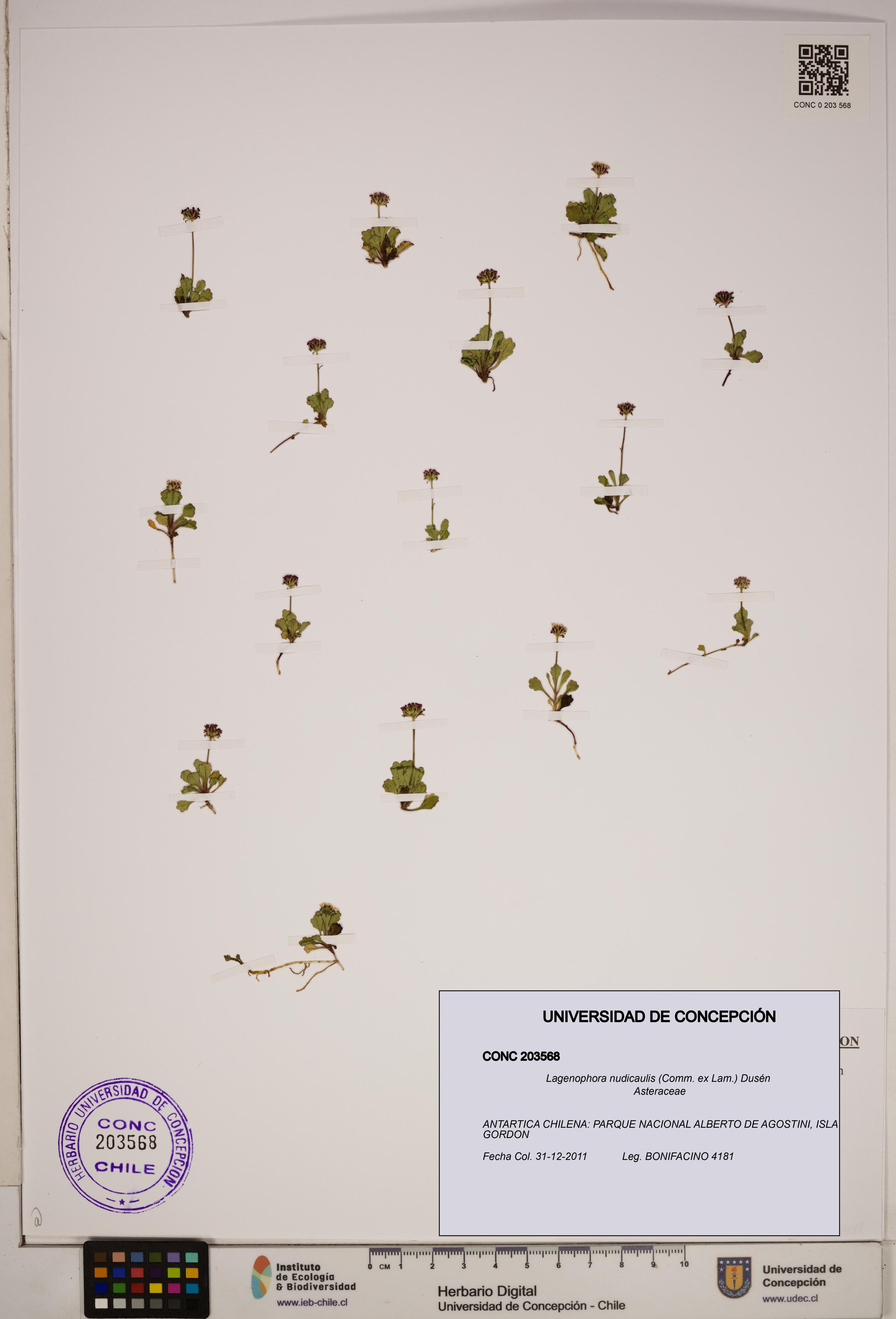 Lagenophora nudicaulis [Espécimen: ]