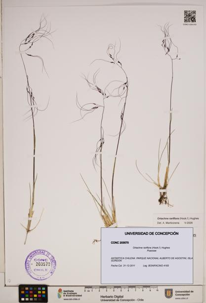 Ortachne rariflora [Espécimen: ]