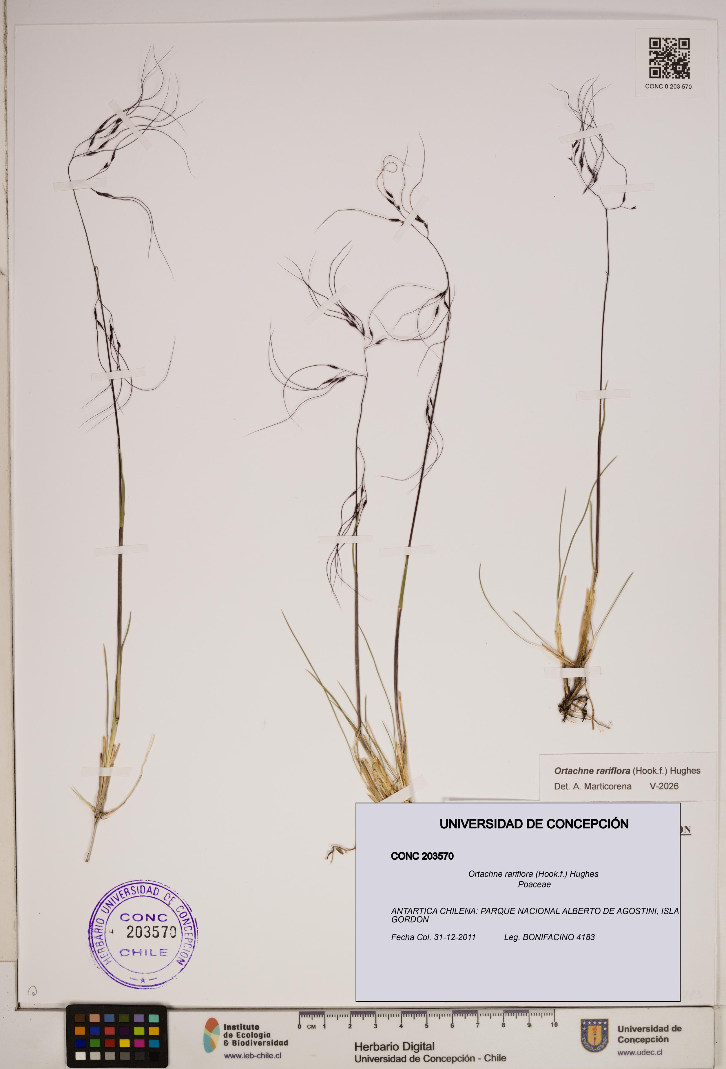 Ortachne rariflora [Espécimen: ]