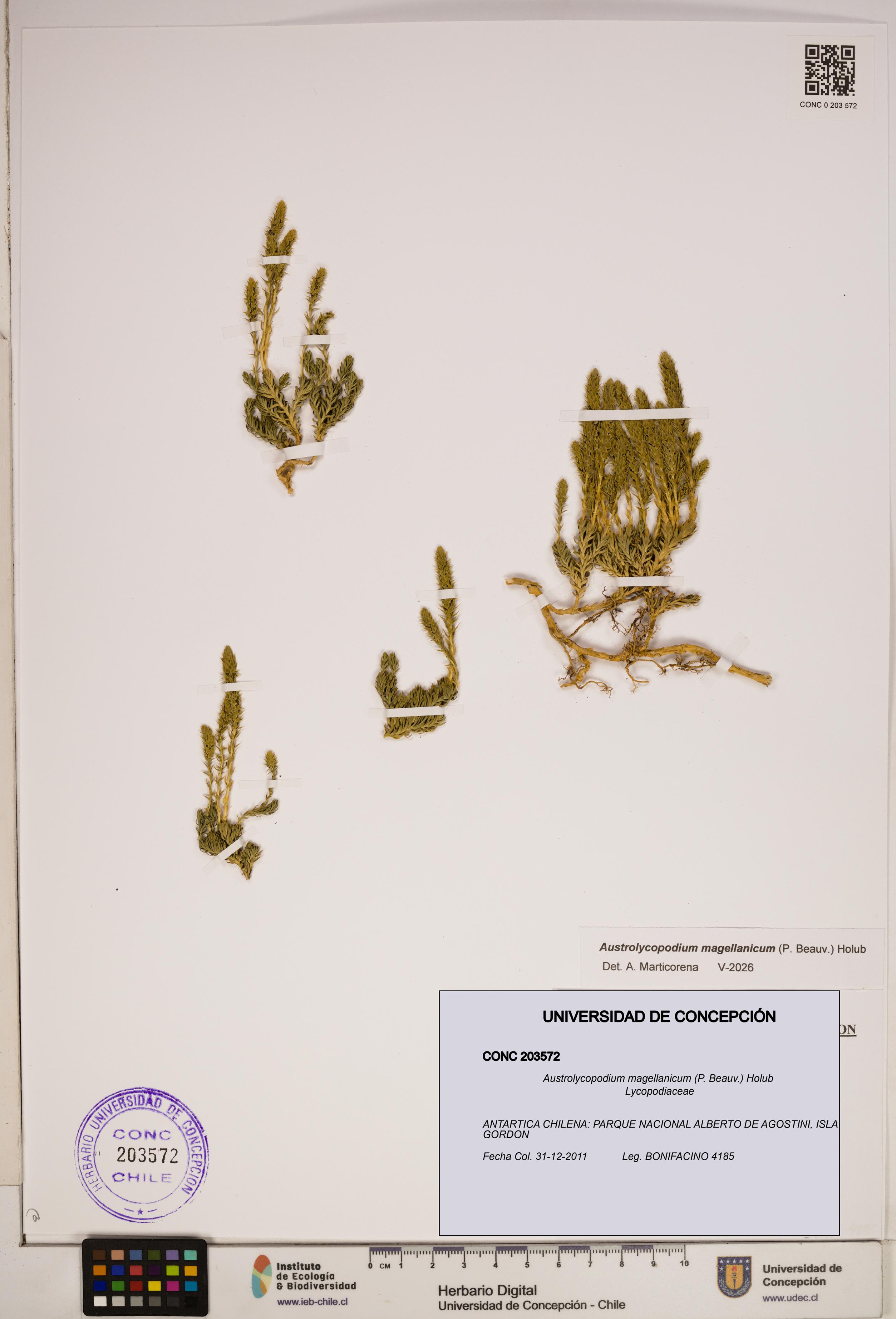 Austrolycopodium magellanicum [Espécimen: ]