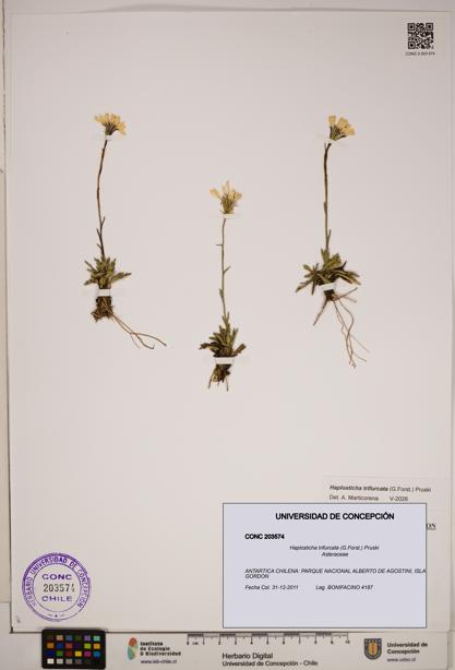 Haplosticha trifurcata [Espécimen: ]
