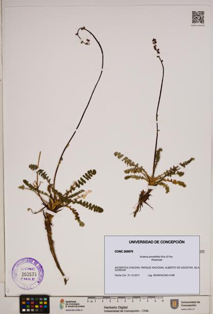 Acaena pinnatifida [Espécimen: ]