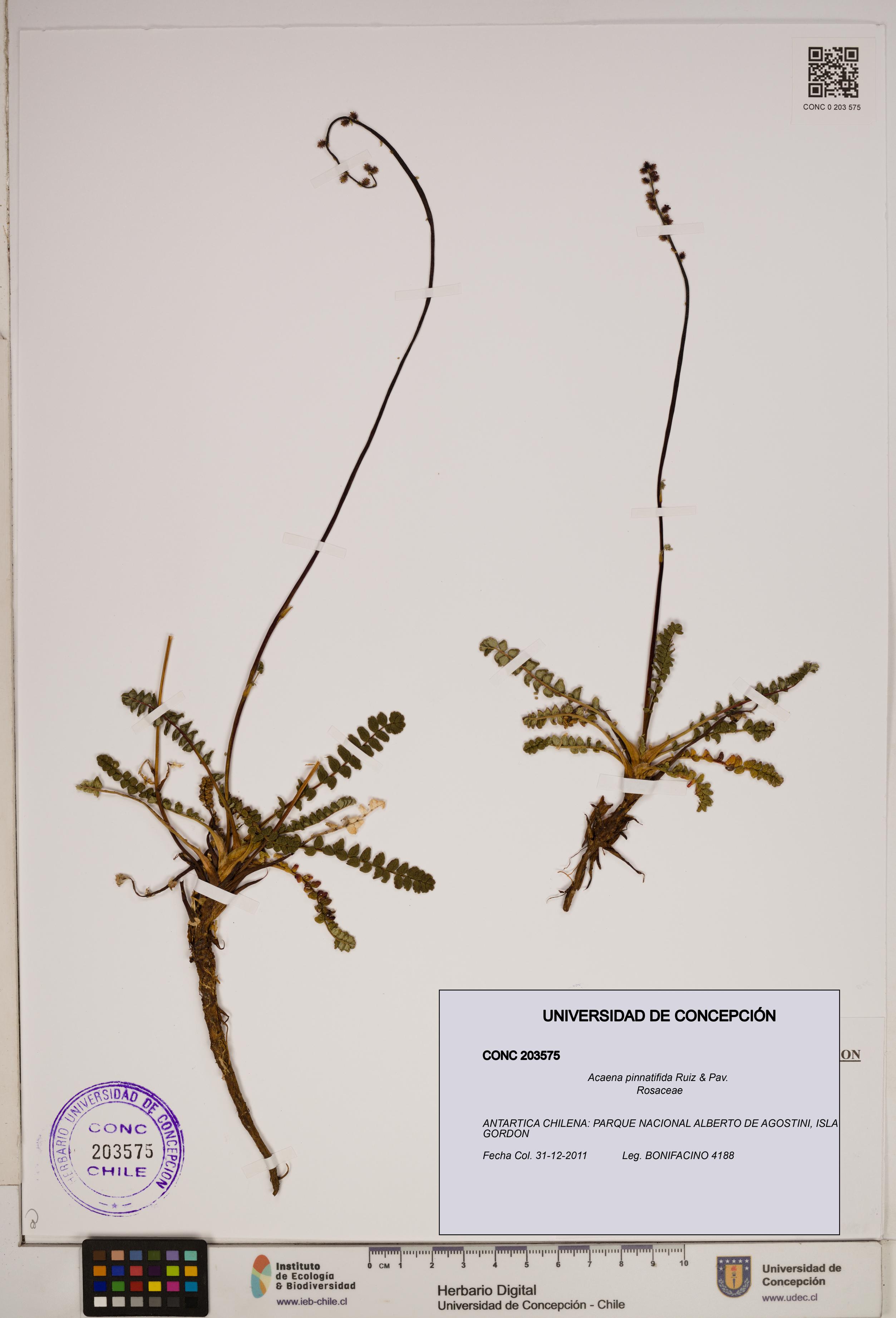 Acaena pinnatifida [Espécimen: ]