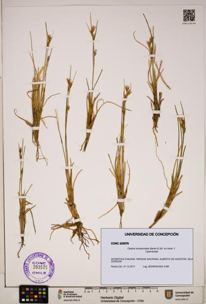 Carpha schoenoides [Espécimen: ]