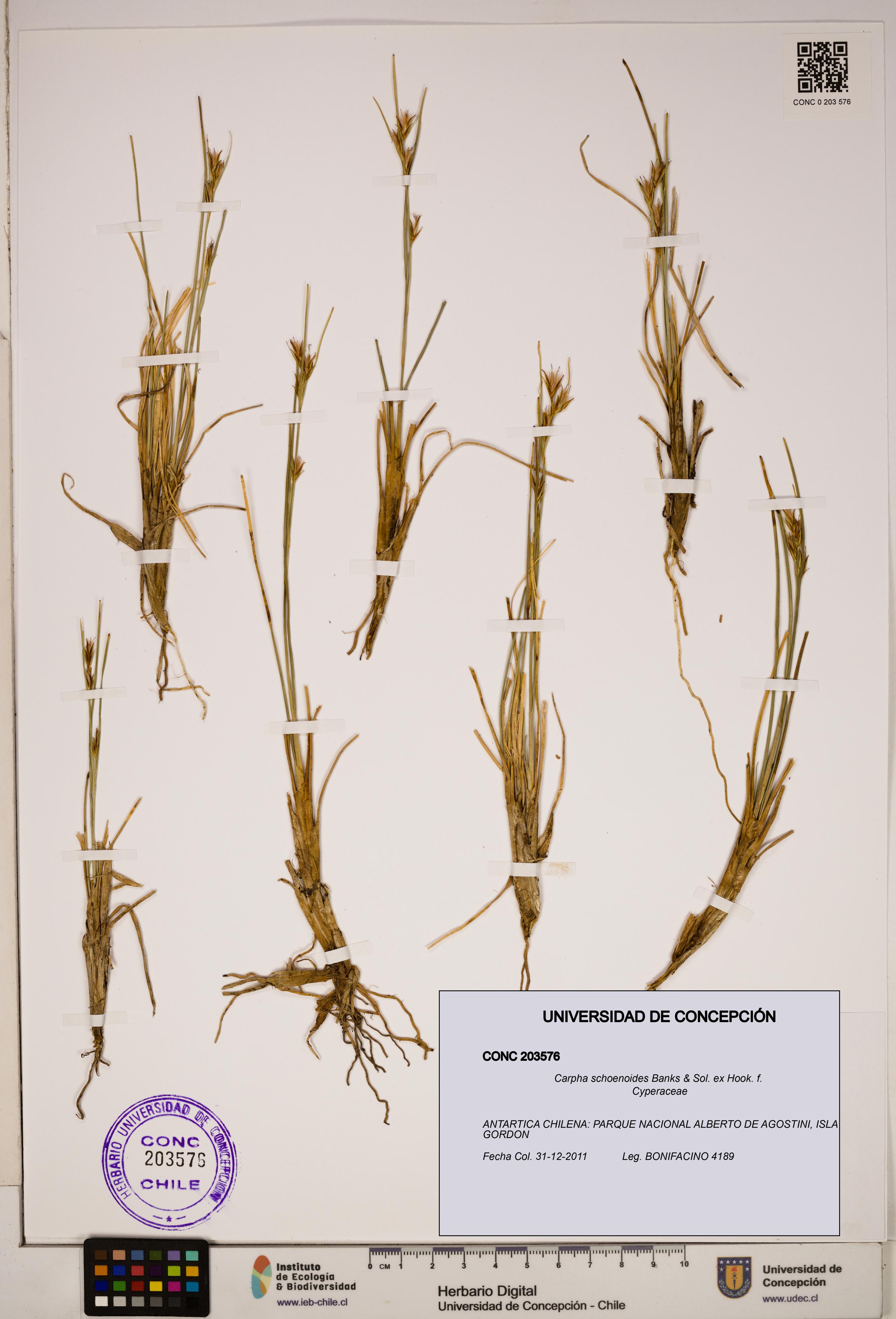 Carpha schoenoides [Espécimen: ]