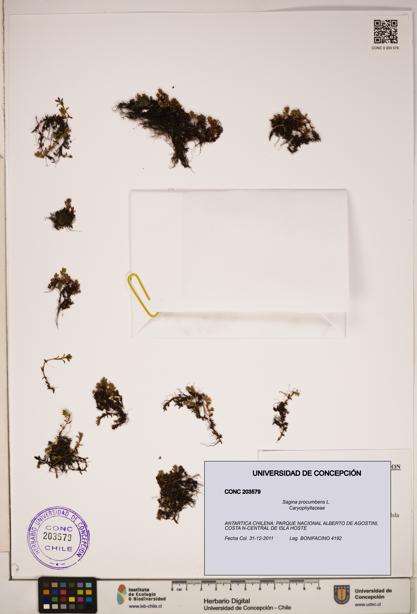 Sagina procumbens [Espécimen: ]