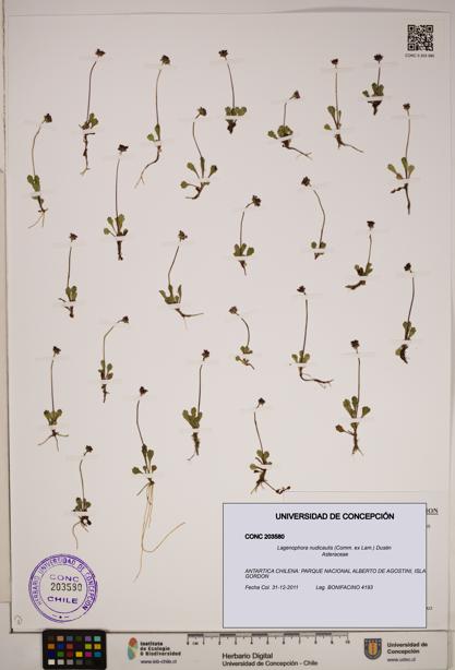Lagenophora nudicaulis [Espécimen: ]