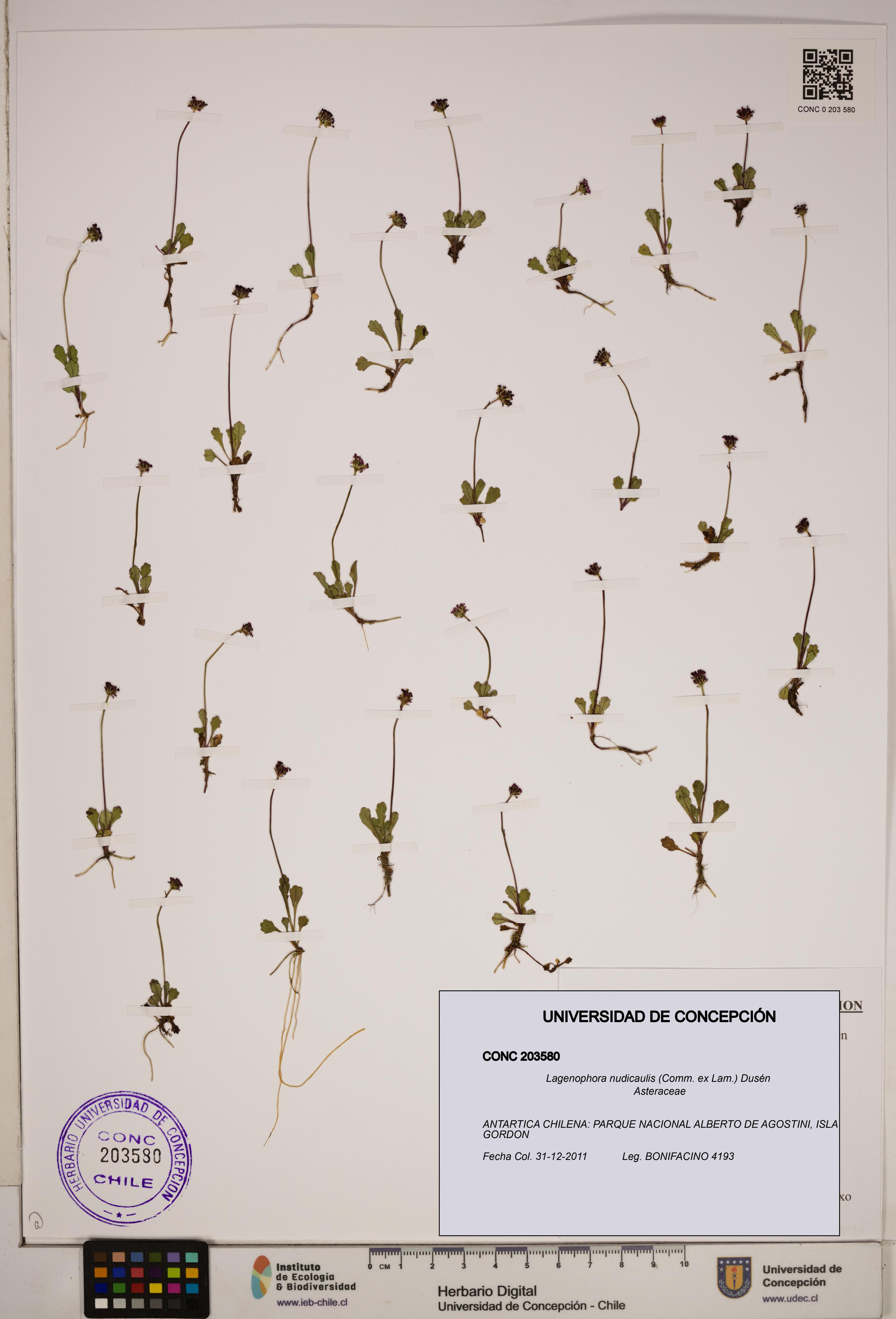 Lagenophora nudicaulis [Espécimen: ]