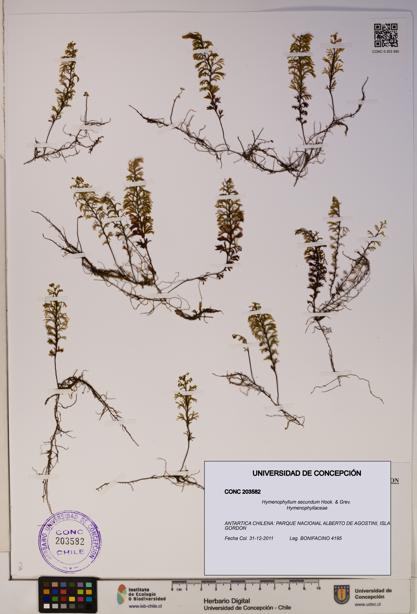 Hymenophyllum secundum [Espécimen: ]