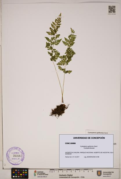 Cystopteris apiiformis [Espécimen: ]