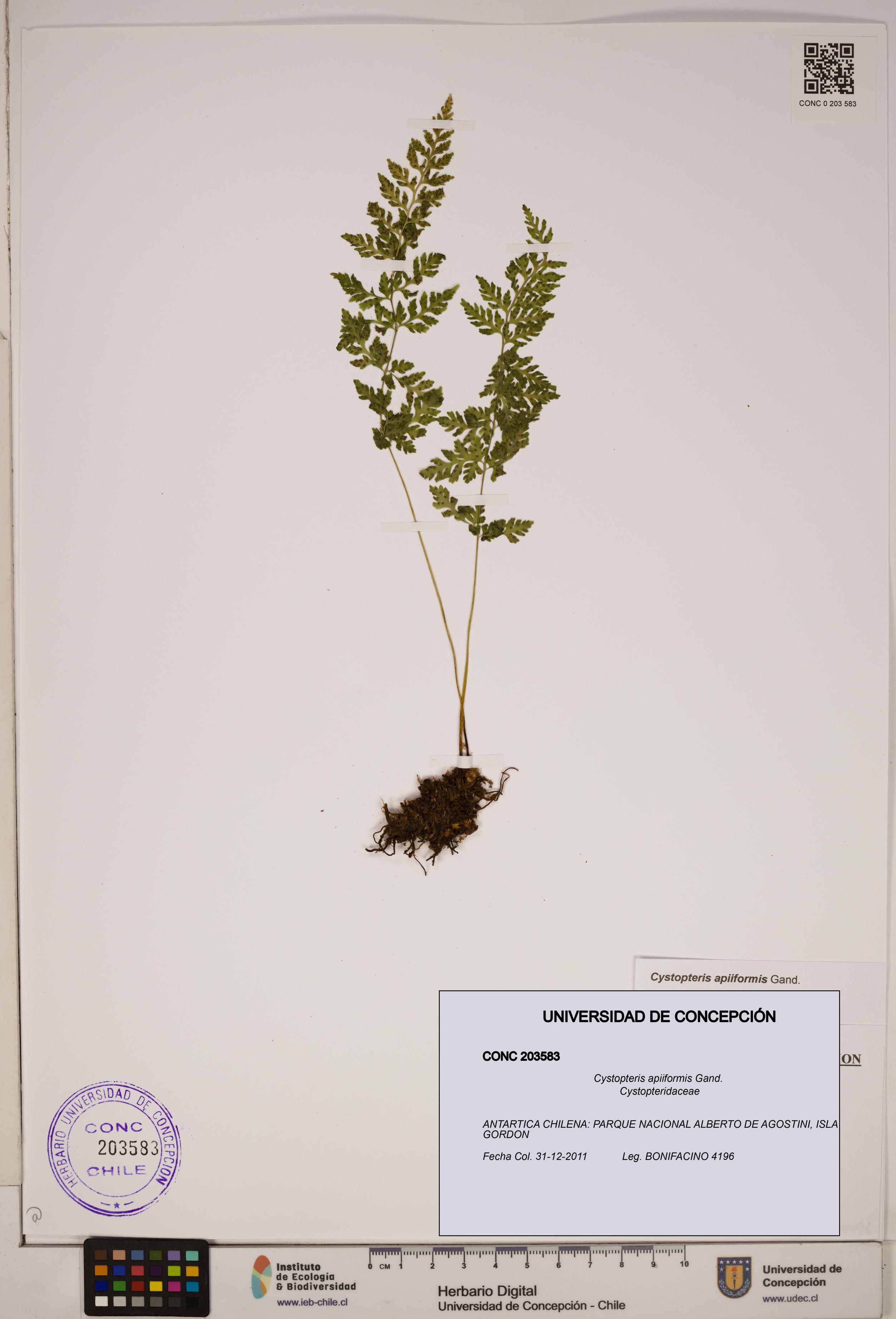 Cystopteris apiiformis [Espécimen: ]