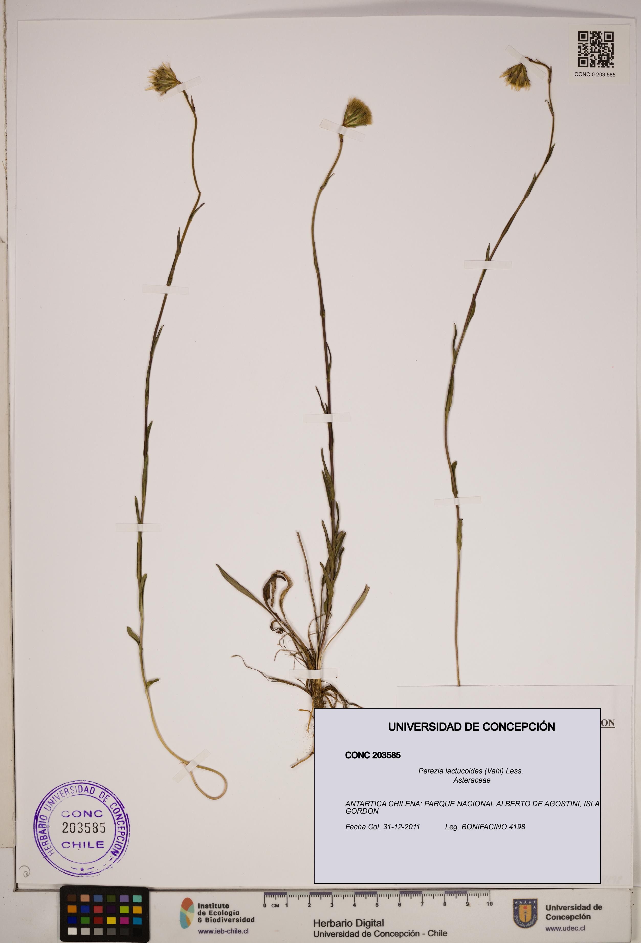 Perezia lactucoides [Espécimen: ]
