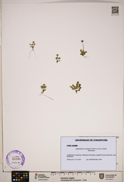 Lagenophora nudicaulis [Espécimen: ]