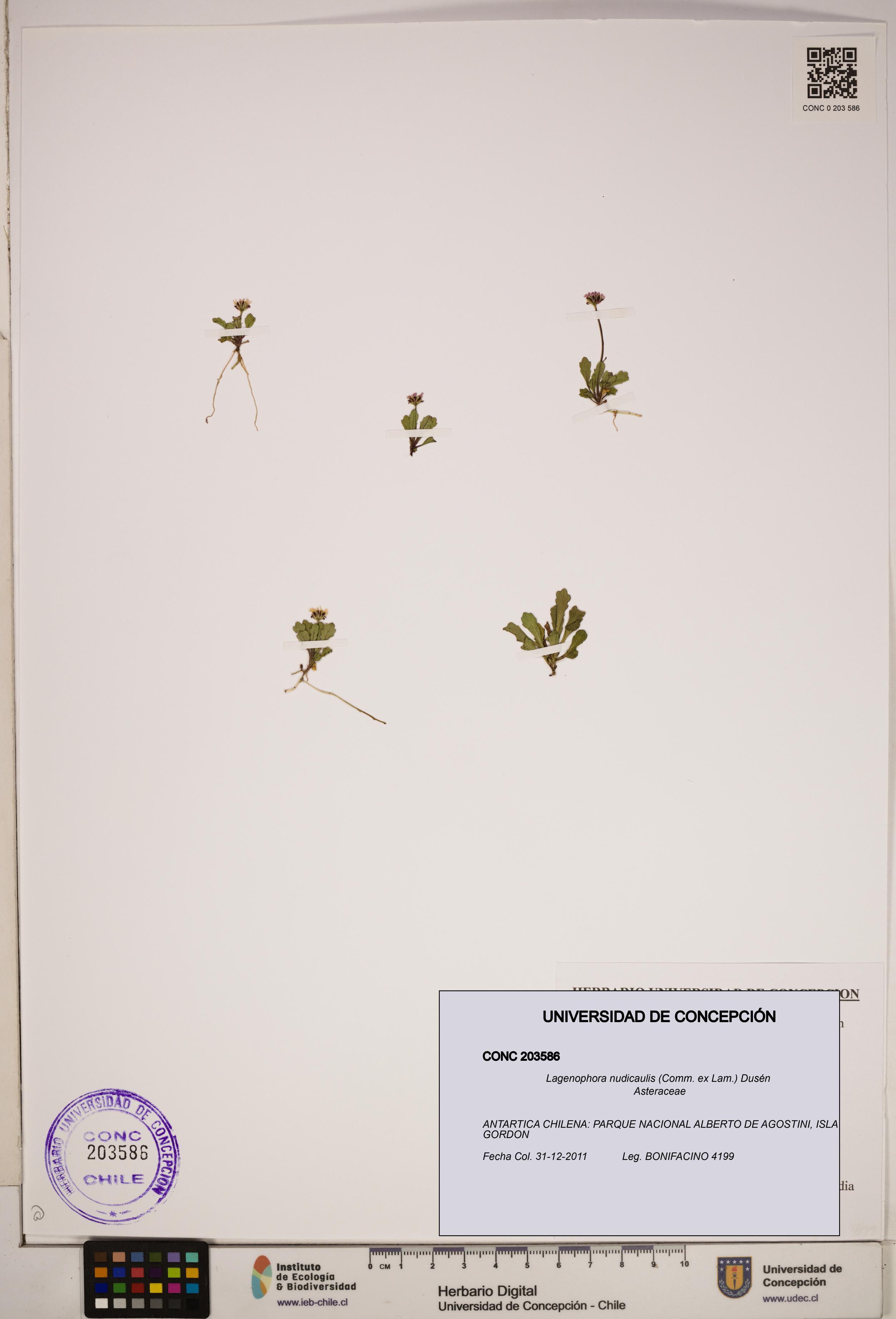 Lagenophora nudicaulis [Espécimen: ]