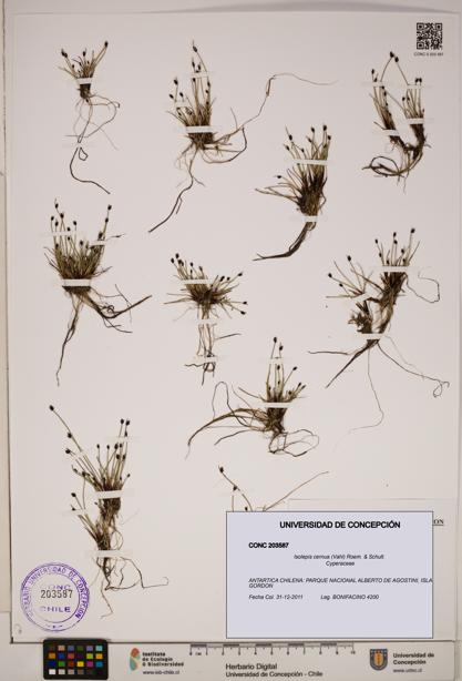 Isolepis cernua [Espécimen: ]