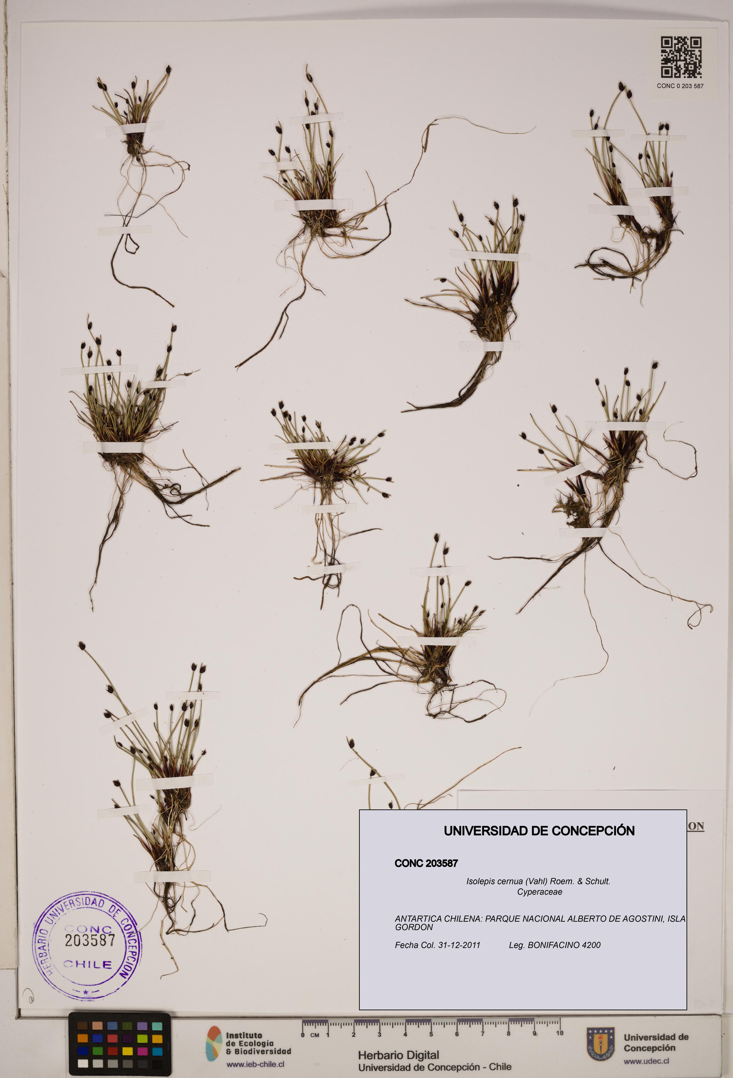 Isolepis cernua [Espécimen: ]