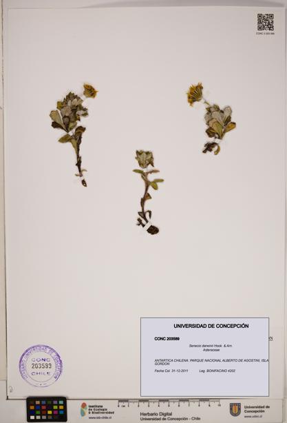 Senecio darwinii [Espécimen: ]