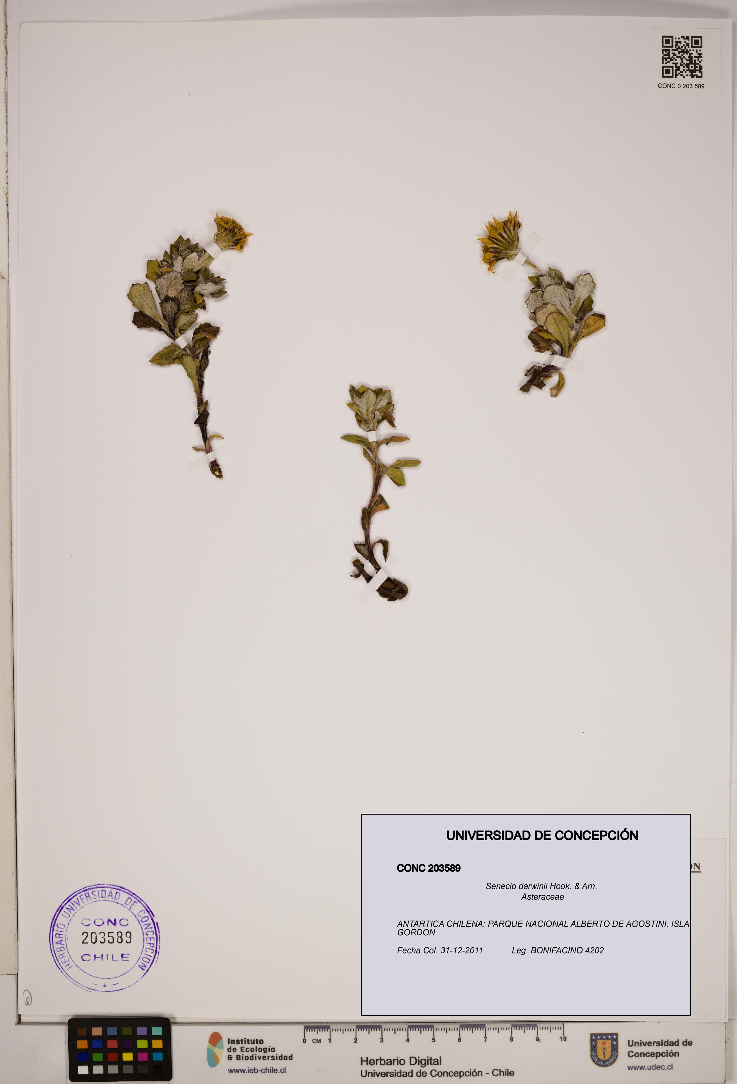 Senecio darwinii [Espécimen: ]