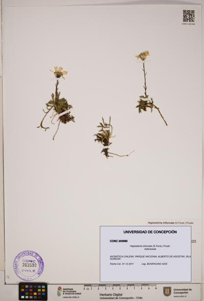 Haplosticha trifurcata [Espécimen: ]