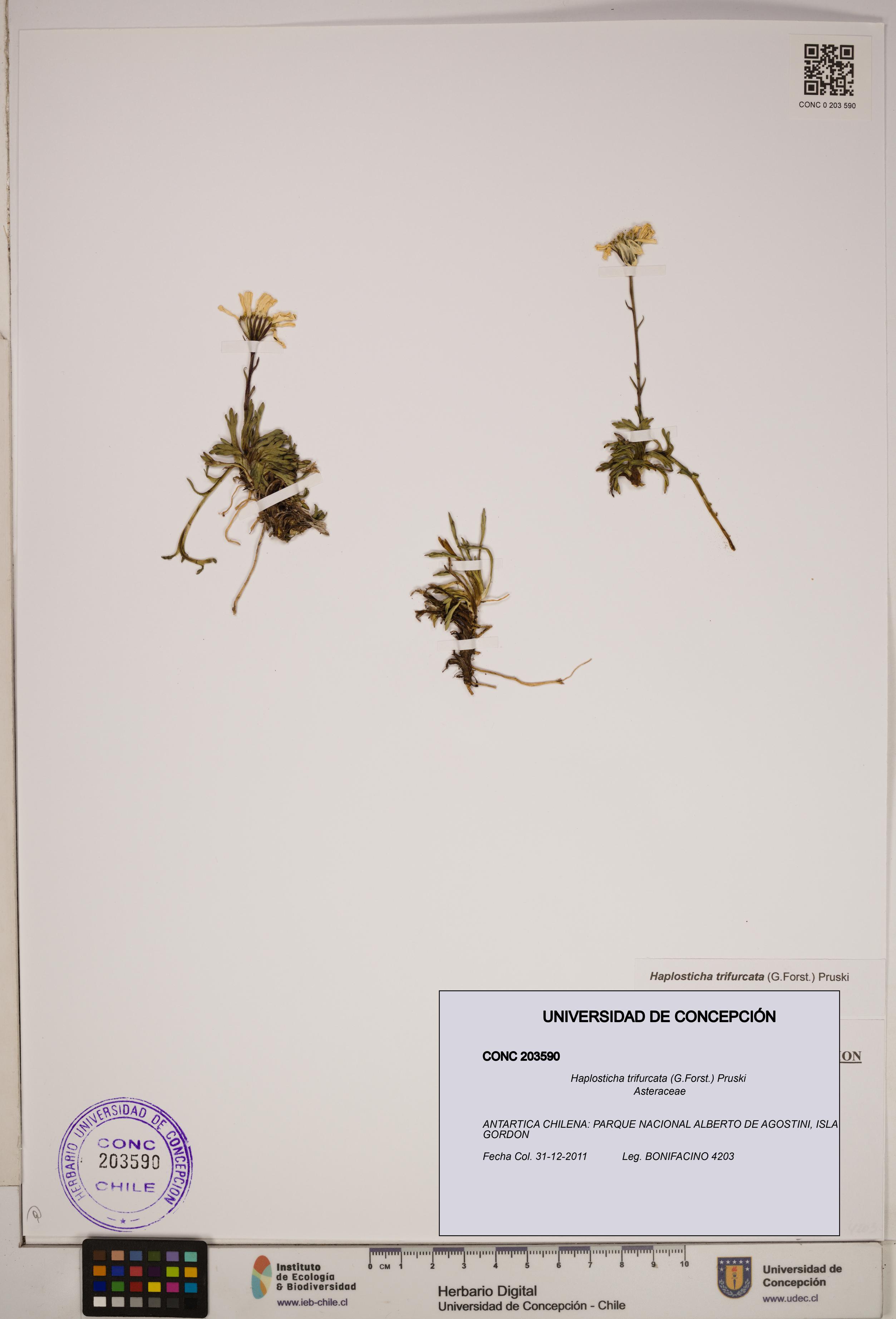 Haplosticha trifurcata [Espécimen: ]