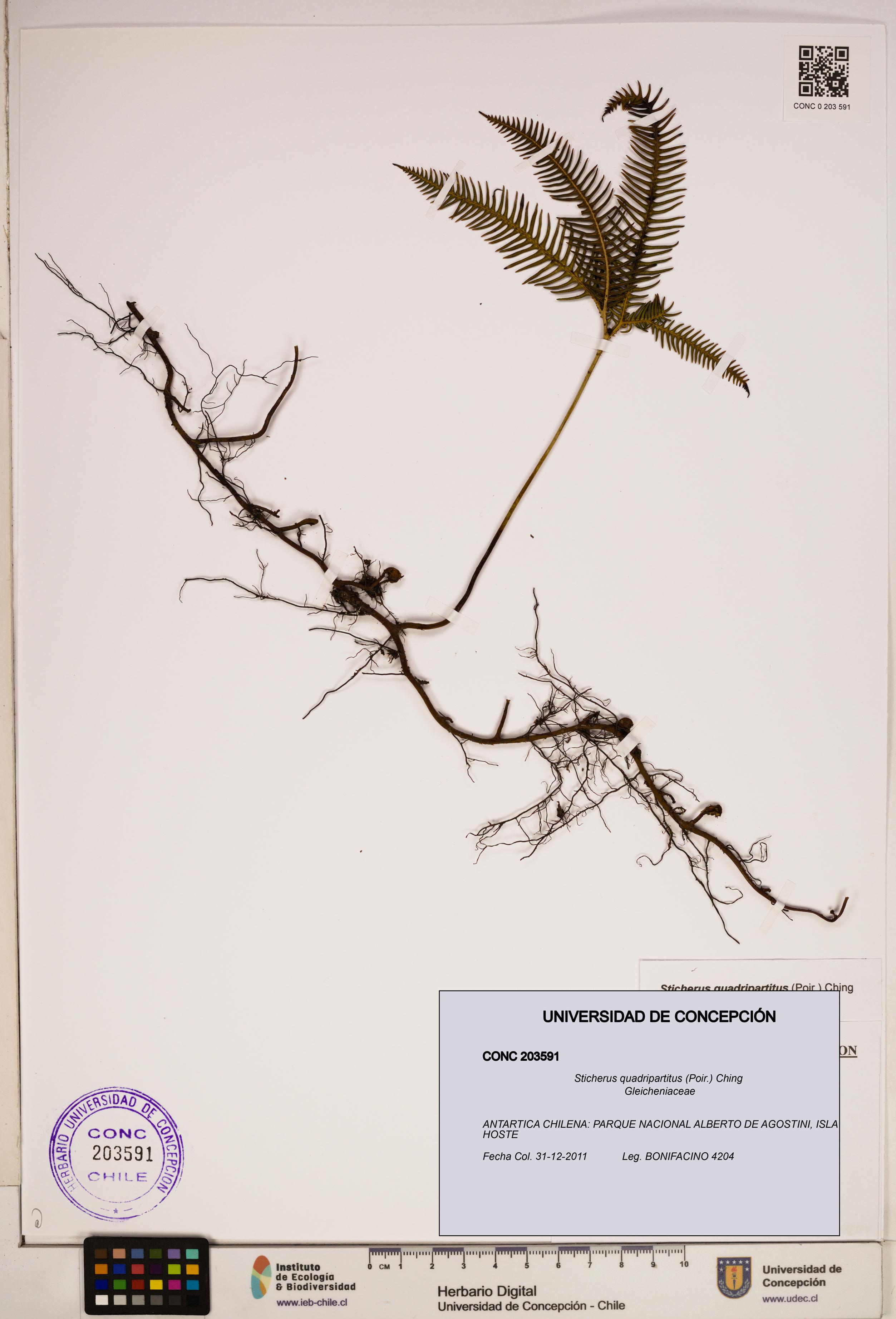 Sticherus quadripartitus [Espécimen: ]