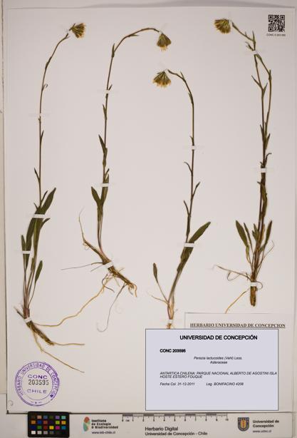 Perezia lactucoides [Espécimen: ]