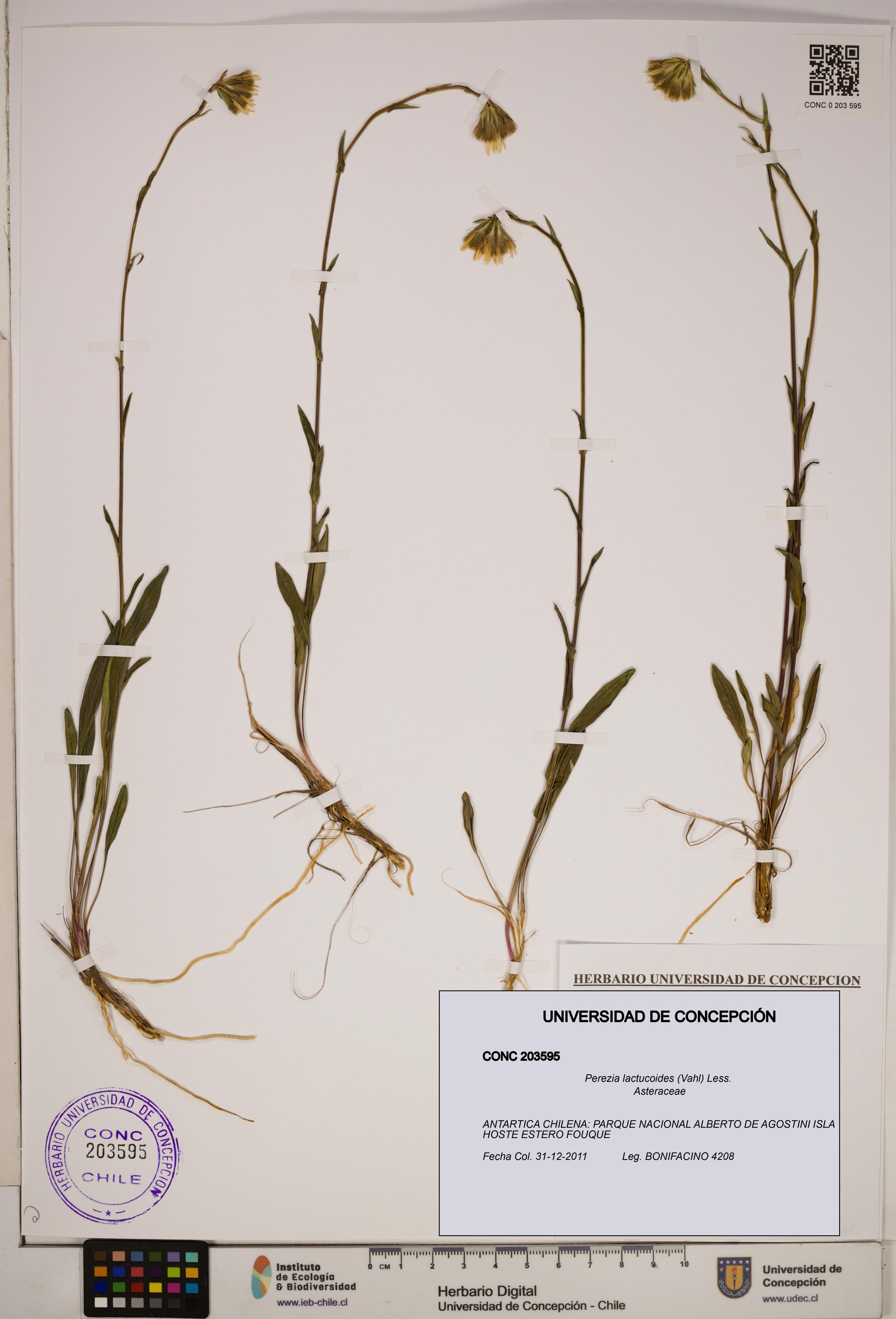 Perezia lactucoides [Espécimen: ]