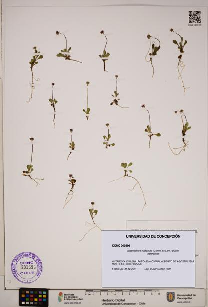 Lagenophora nudicaulis [Espécimen: ]