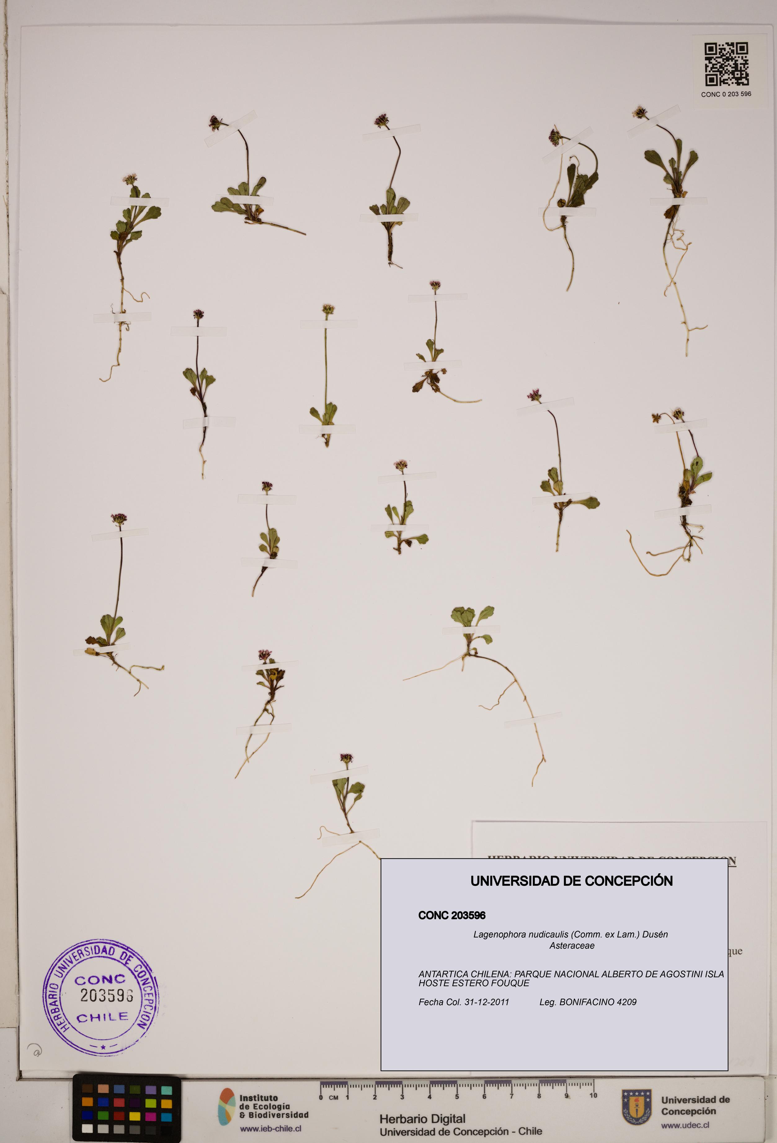 Lagenophora nudicaulis [Espécimen: ]