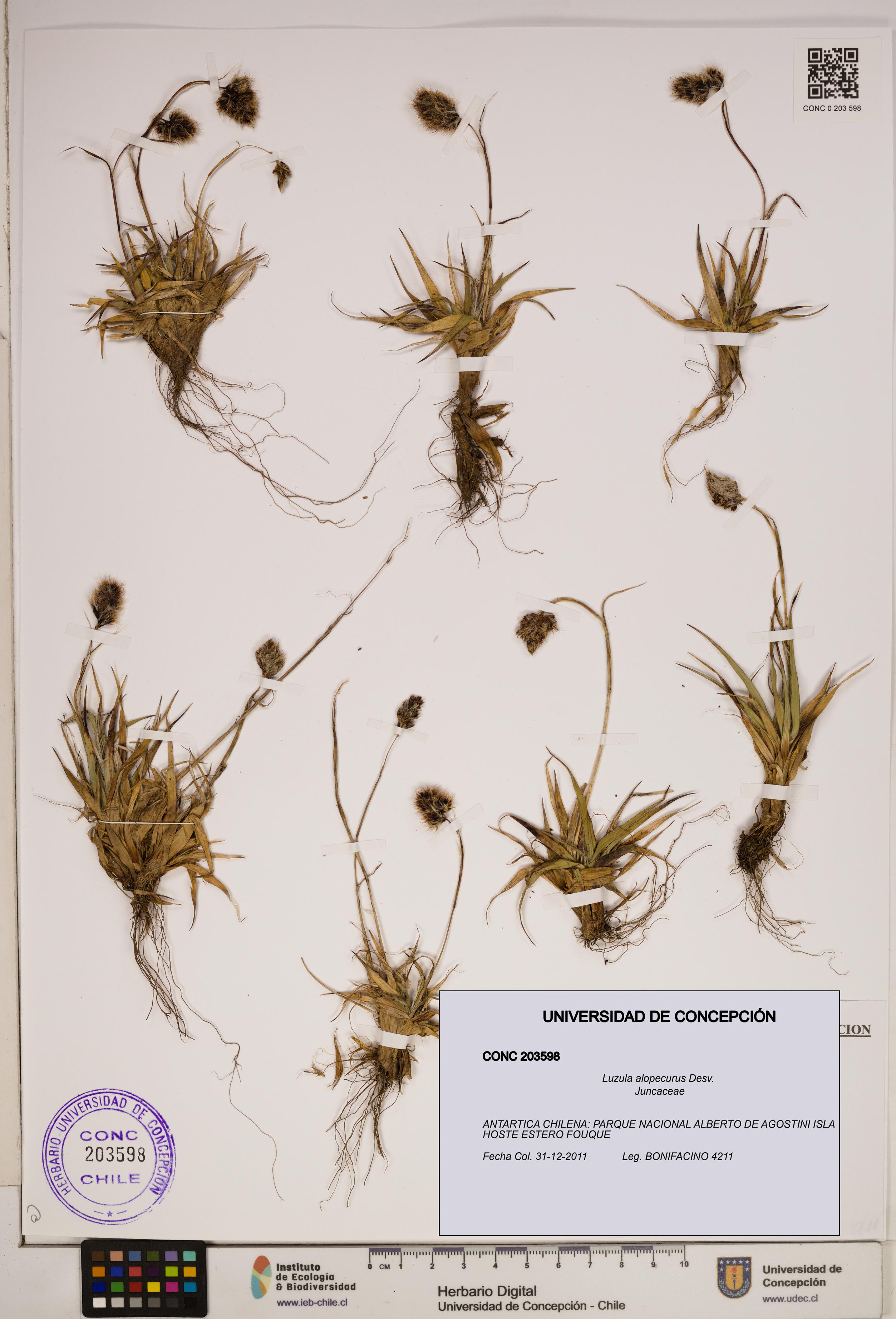 Luzula alopecurus [Espécimen: ]