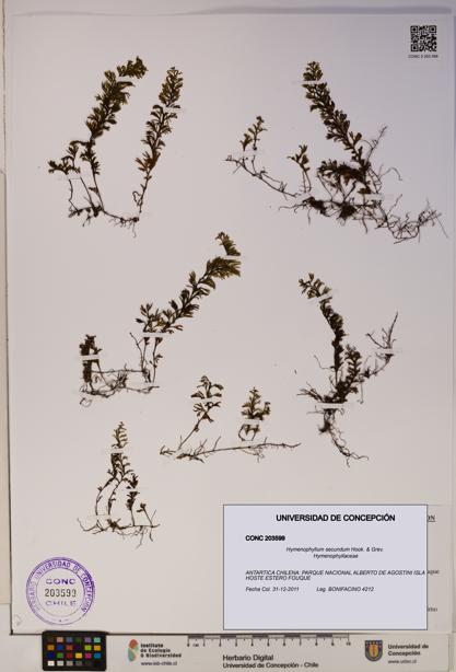Hymenophyllum secundum [Espécimen: ]