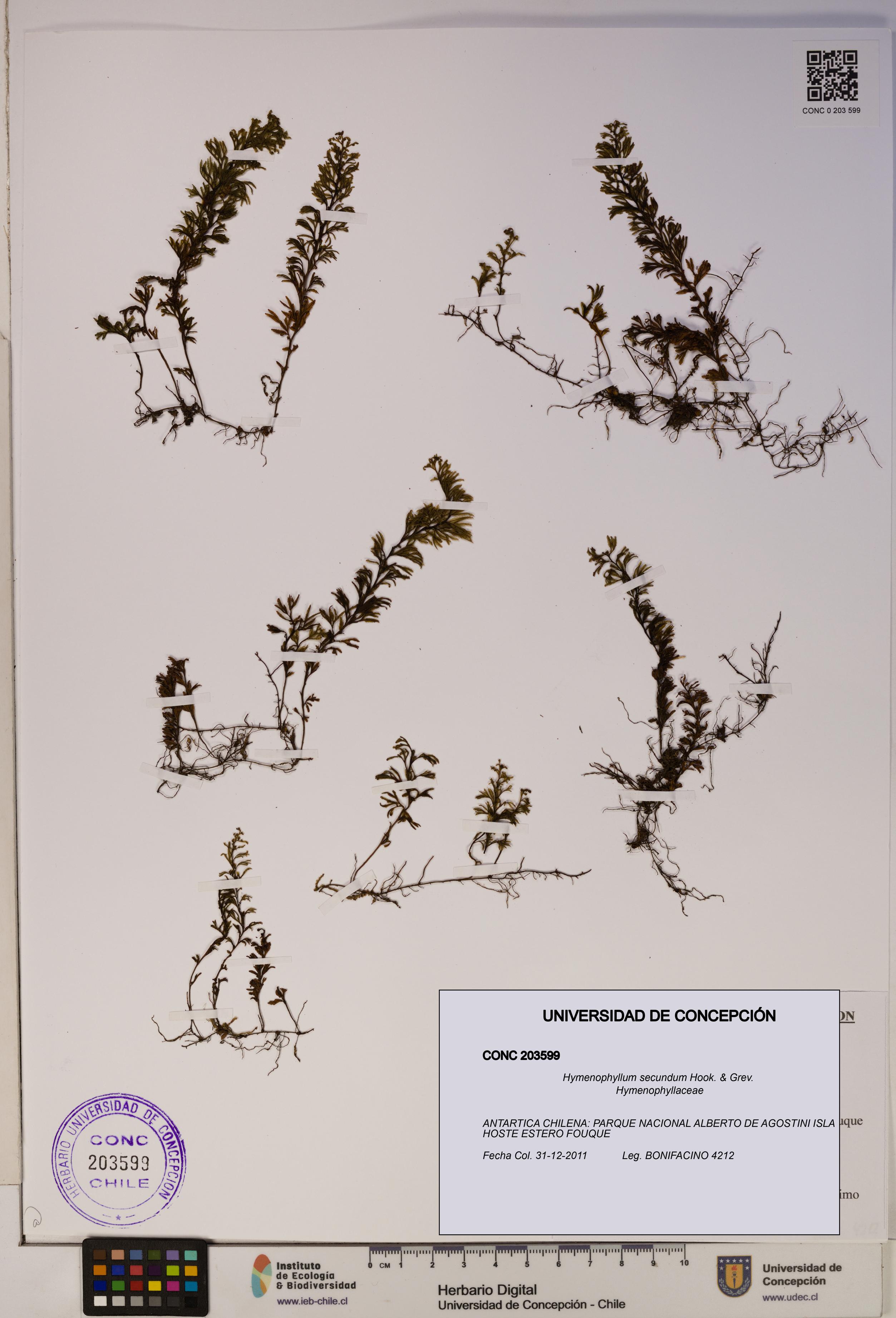 Hymenophyllum secundum [Espécimen: ]